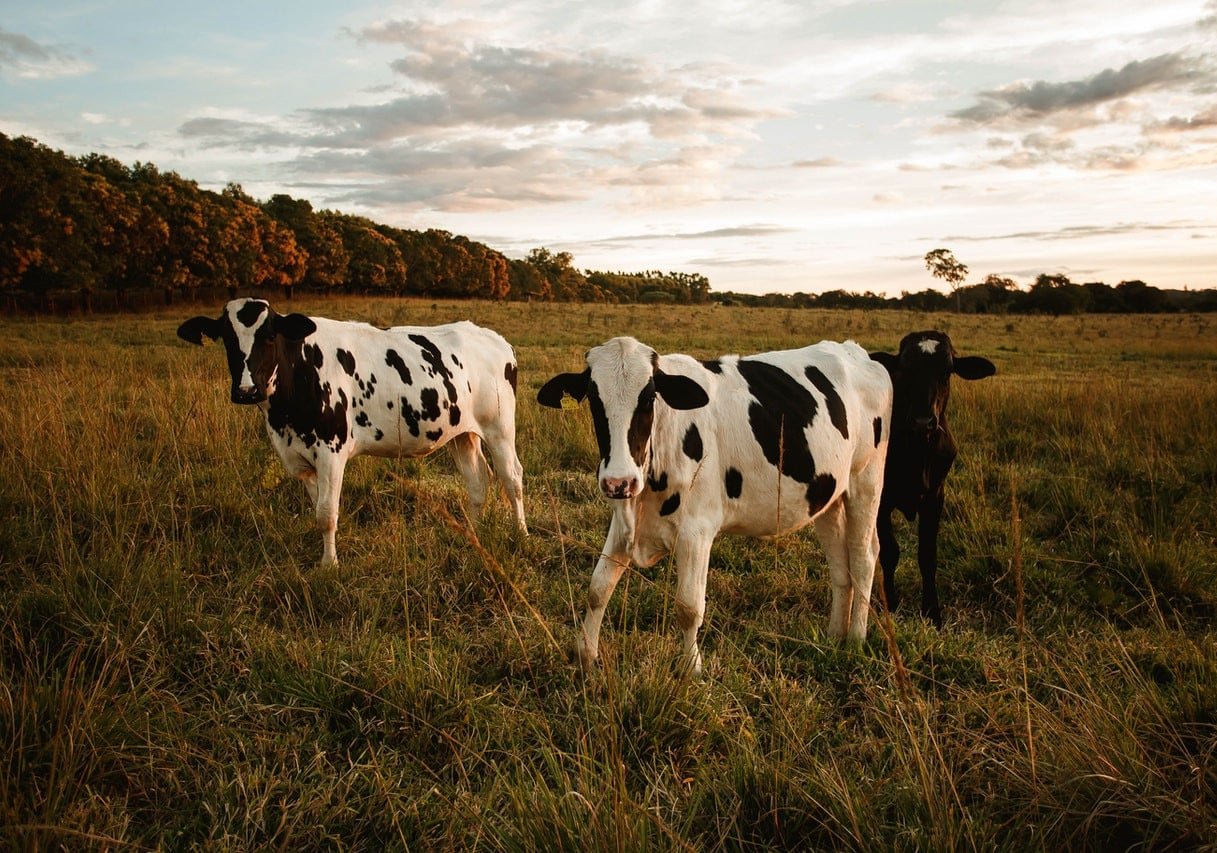 Søger kapital til nyt staldanlæg indenfor malkekvægbrug