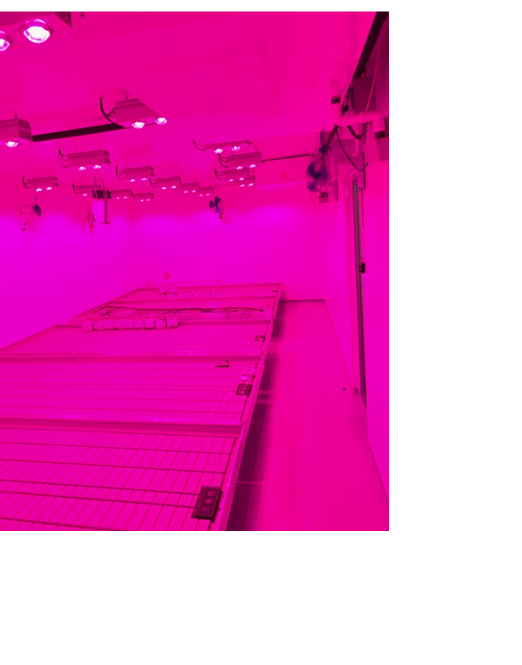 Canna Therapeutic -Cannabisfirma søger investor