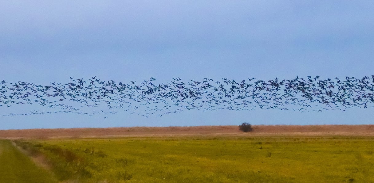 AgTech drone company looking for others to join our investors