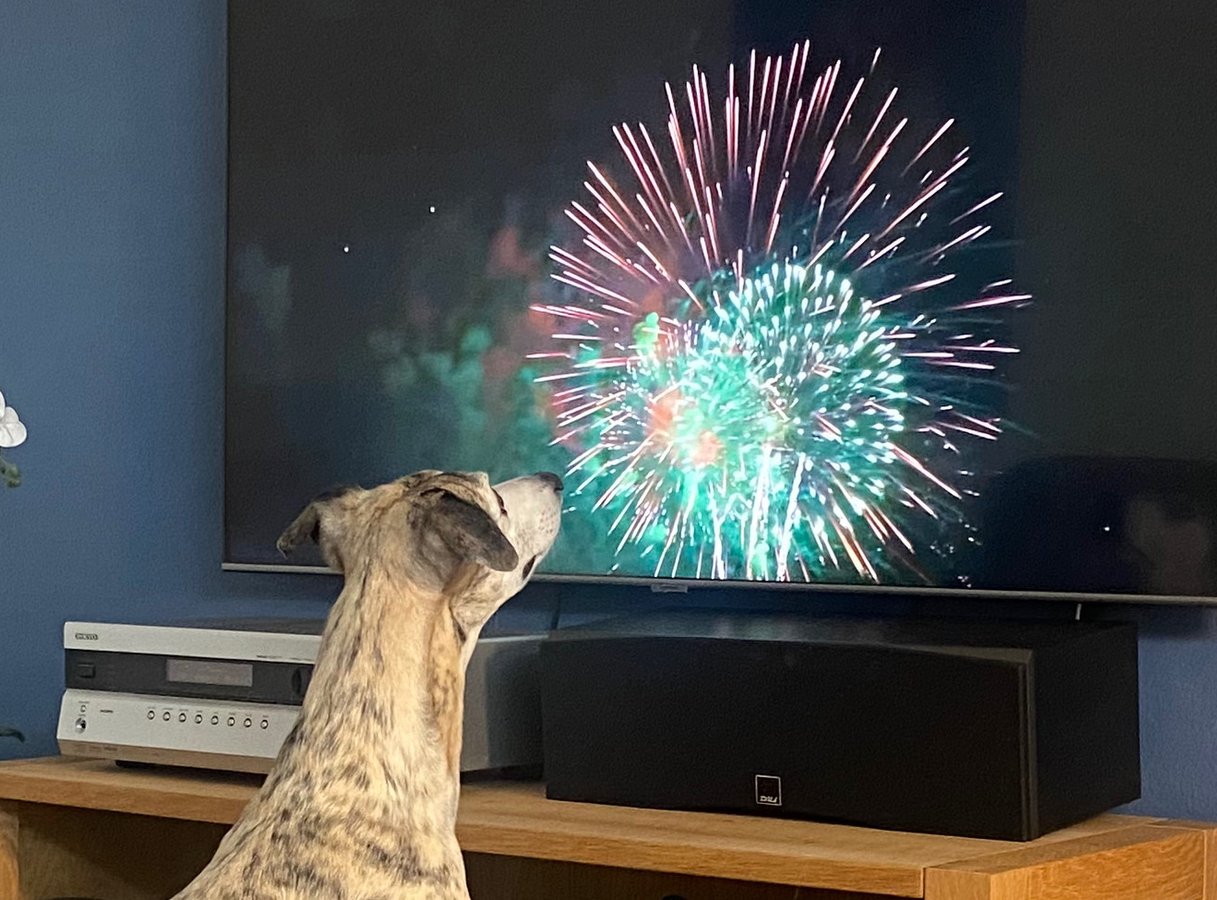 Go Dogo - AI-baseret aktivering og lydtræning af hunde