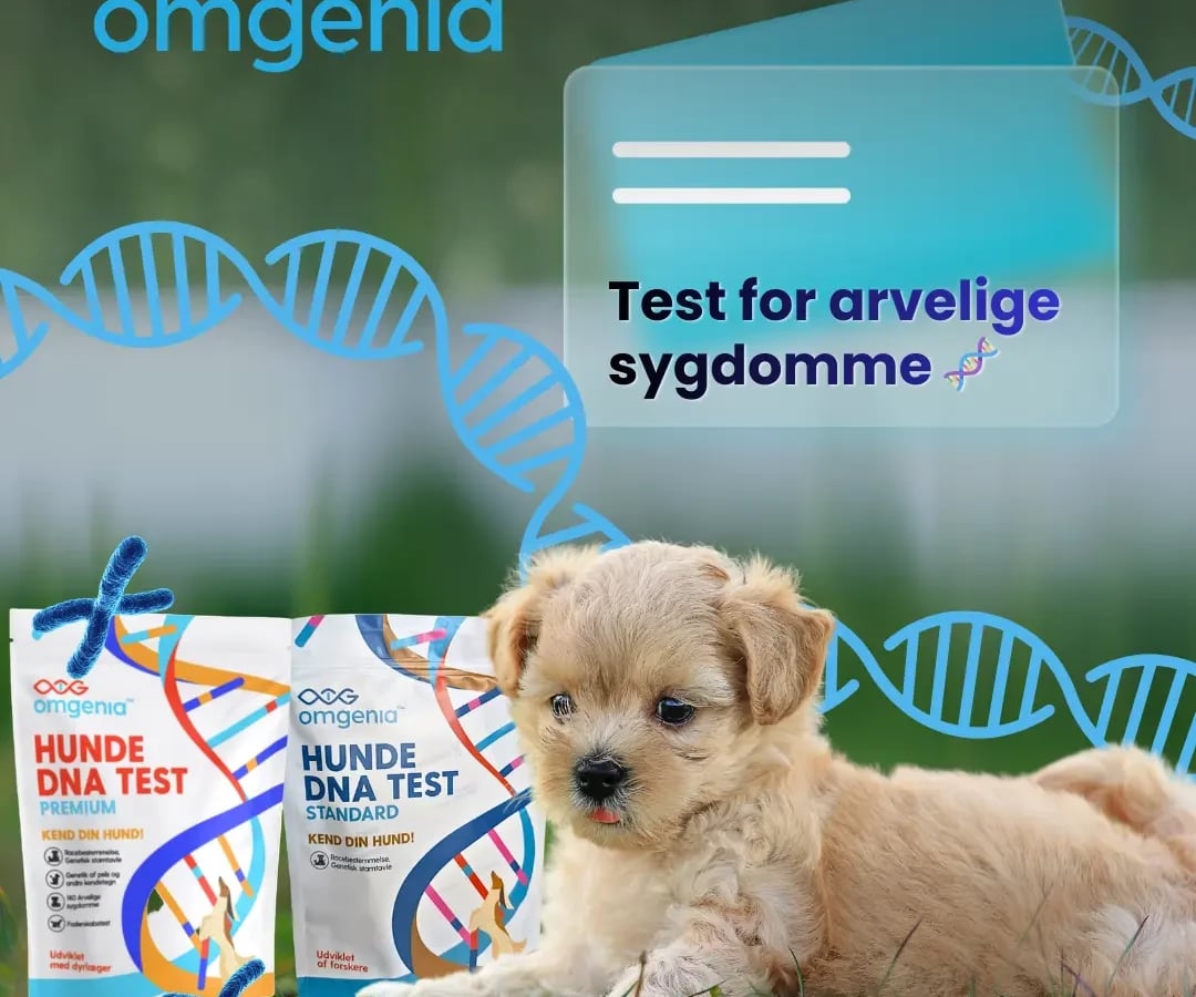 Omgenia sælger genetiske tests til hunde til hjemmebrug